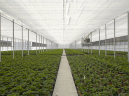 Arrigoni at EIMA 2026: PRISMA® and ROBUXTA® thermo-reflective screens cut water lost to evaporation by up to 50%