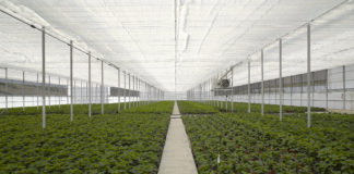 Arrigoni at EIMA 2026: PRISMA® and ROBUXTA® thermo-reflective screens cut water lost to evaporation by up to 50%