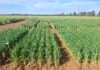 OlsAro closes €5m seed investment to scale climate-resilient cereal genetics