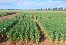 OlsAro closes €5m seed investment to scale climate-resilient cereal genetics