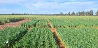 OlsAro closes €5m seed investment to scale climate-resilient cereal genetics