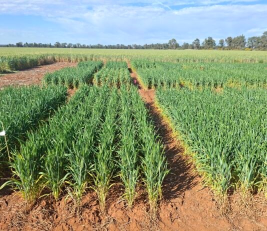 OlsAro closes €5m seed investment to scale climate-resilient cereal genetics