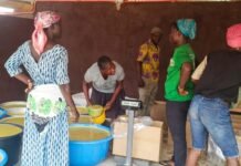 Ghana’s Women-Led Shea Champion Savanna Agri Chains Targets Regional Expansion After Doubling Revenue
