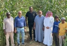 New research identifies promising sorghum and pearl millet varieties for food and fodder production in drylands