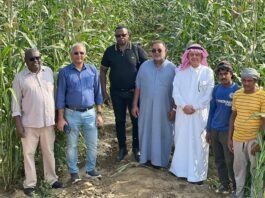 New research identifies promising sorghum and pearl millet varieties for food and fodder production in drylands