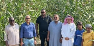 New research identifies promising sorghum and pearl millet varieties for food and fodder production in drylands