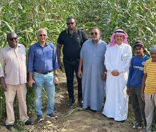 New research identifies promising sorghum and pearl millet varieties for food and fodder production in drylands