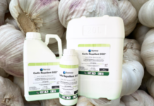 Garlic: nature’s own pest deterrent