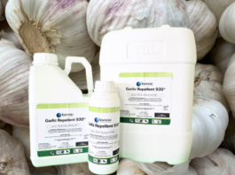 Garlic: nature’s own pest deterrent