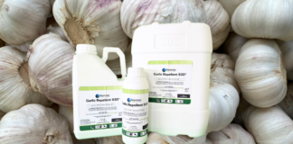 Garlic: nature’s own pest deterrent