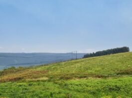 Sappi establishes new nature reserve to protect endangered Karkloof Blue Butterfly