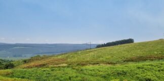Sappi establishes new nature reserve to protect endangered Karkloof Blue Butterfly