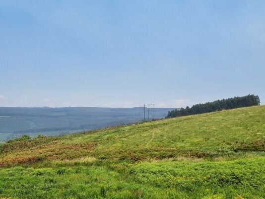 Sappi establishes new nature reserve to protect endangered Karkloof Blue Butterfly