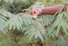 Kenyan dairy farmers could cut methane emissions using familiar fodder shrubs, study finds