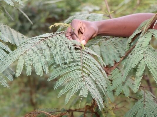 Kenyan dairy farmers could cut methane emissions using familiar fodder shrubs, study finds