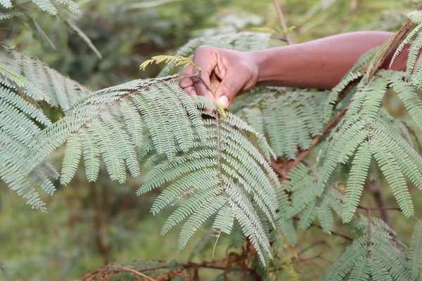 Leucaena_fodder_shrub_600x400
