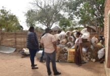 How 70 mushroom buckets changed the game for a women’s cooperative in Petauke, Zambia