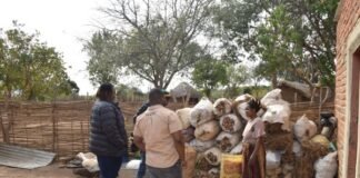 How 70 mushroom buckets changed the game for a women’s cooperative in Petauke, Zambia
