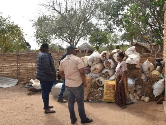 How 70 mushroom buckets changed the game for a women’s cooperative in Petauke, Zambia