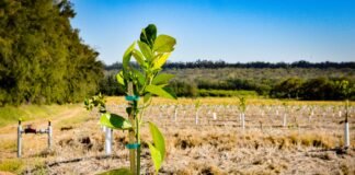 Vumelana to Launch Free Governance Toolkits for CPAs Across South Africa