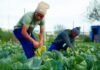 Three years of sustained partnership transforming food security and community development in the Eastern Cape