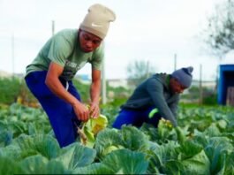Three years of sustained partnership transforming food security and community development in the Eastern Cape