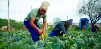 Three years of sustained partnership transforming food security and community development in the Eastern Cape