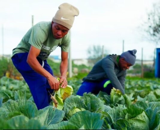 Three years of sustained partnership transforming food security and community development in the Eastern Cape