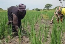 Improved rice seed, training boost harvests and peace in refugee-hosting communities in Uganda