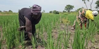 Improved rice seed, training boost harvests and peace in refugee-hosting communities in Uganda