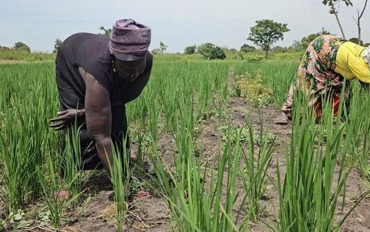 Improved rice seed, training boost harvests and peace in refugee-hosting communities in Uganda