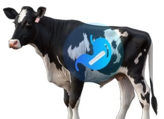 Otto Wireless Solutions Unveils LORA-Based GPS Livestock Tracking System in Partnership with HKT