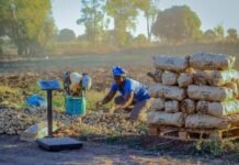 From Hunger to Harvest: How One PRASL Farmer Now Produces 30 Tons Per Hectare and Creates 25 Jobs
