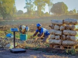 From Hunger to Harvest: How One PRASL Farmer Now Produces 30 Tons Per Hectare and Creates 25 Jobs