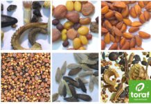 Polish seed producer compares germination after PERUN rocket flight