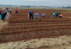 South Africa Has Enough Food. What It Lacks Is Affordable Nutrition.