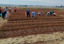 South Africa Has Enough Food. What It Lacks Is Affordable Nutrition.