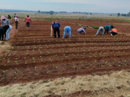 South Africa Has Enough Food. What It Lacks Is Affordable Nutrition.