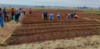 South Africa Has Enough Food. What It Lacks Is Affordable Nutrition.