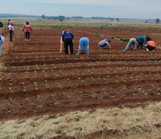 South Africa Has Enough Food. What It Lacks Is Affordable Nutrition.