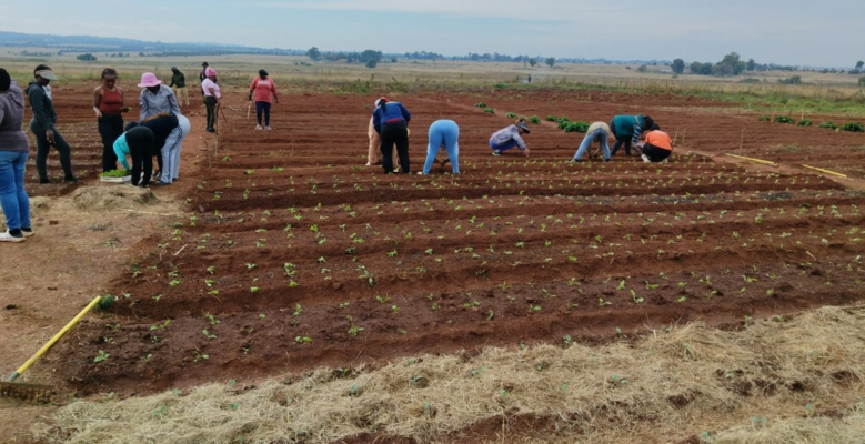 South Africa Has Sufficient Food Supply but Lacks Affordable Nutrition Options. South Africa Has Sufficient Food Supply but Lacks Affordable Nutrition Options.