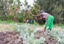 “Green Manure” Insulates Kenya’s Family Farmers from Higher Fertilizer Costs