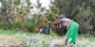 “Green Manure” Insulates Kenya’s Family Farmers from Higher Fertilizer Costs