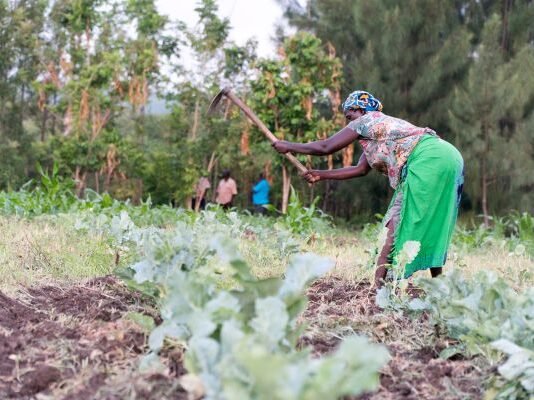 “Green Manure” Insulates Kenya’s Family Farmers from Higher Fertilizer Costs