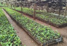 Farmers Pioneer Tea Seedling Production to Cut Costs and Boost Quality