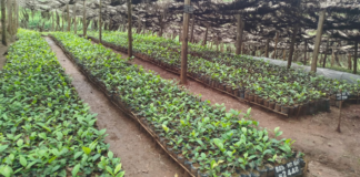 Farmers Pioneer Tea Seedling Production to Cut Costs and Boost Quality