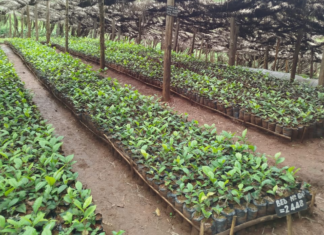 Farmers Pioneer Tea Seedling Production to Cut Costs and Boost Quality