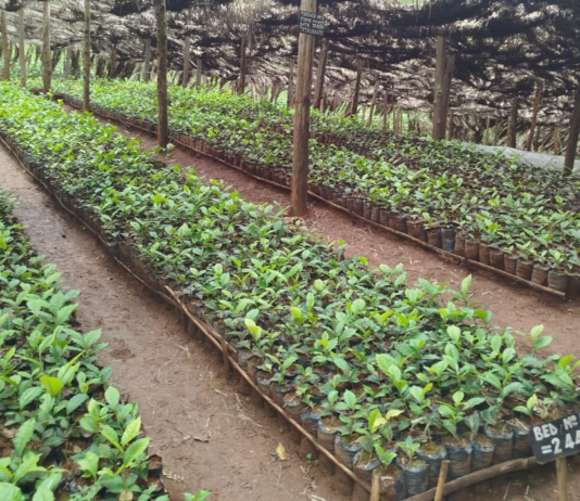 Farmers Pioneer Tea Seedling Production to Cut Costs and Boost Quality