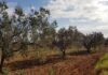How Temu Is Helping an African Olive Oil Pioneer Scale Beyond Wholesale to Reach Consumers Across Europe
