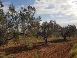 How Temu Is Helping an African Olive Oil Pioneer Scale Beyond Wholesale to Reach Consumers Across Europe